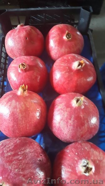 Продам оптом Апельсин, Мандарин, Лимон Турция, Харьковская обл, г. Киев - <ro>Изображение</ro><ru>Изображение</ru> #2, <ru>Объявление</ru> #1350003