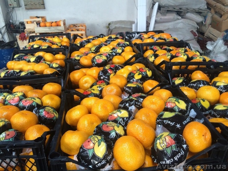 Продам оптом Апельсин, Мандарин, Лимон Турция, Харьковская обл, г. Киев - <ro>Изображение</ro><ru>Изображение</ru> #5, <ru>Объявление</ru> #1350003