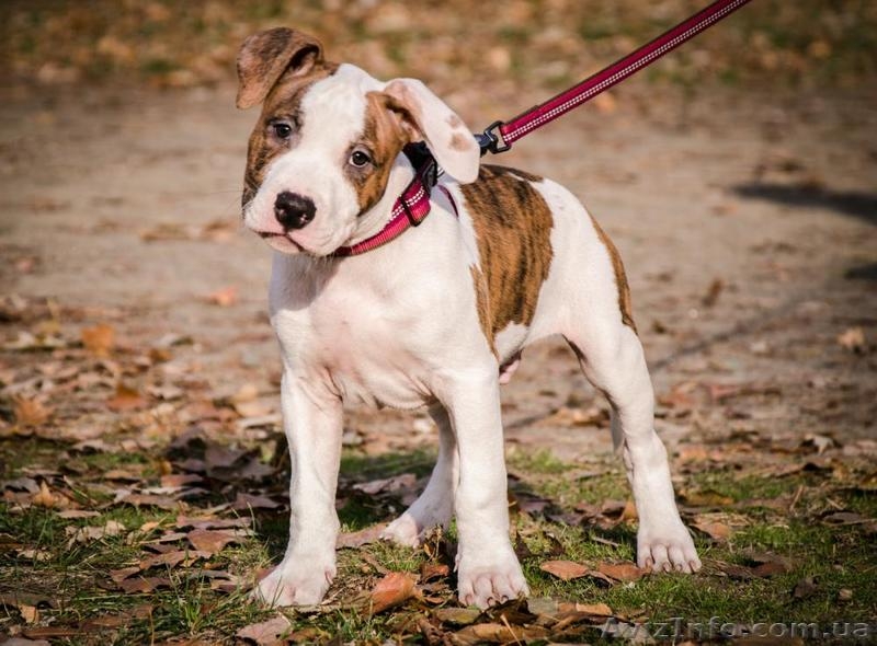 Выставочный мальчуган стаффордширский терьер - <ro>Изображение</ro><ru>Изображение</ru> #2, <ru>Объявление</ru> #1364662