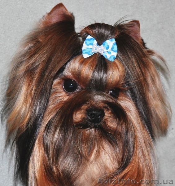 Супер красивый мини йорк(йоркширский терьер)для вязки. - <ro>Изображение</ro><ru>Изображение</ru> #1, <ru>Объявление</ru> #1365354