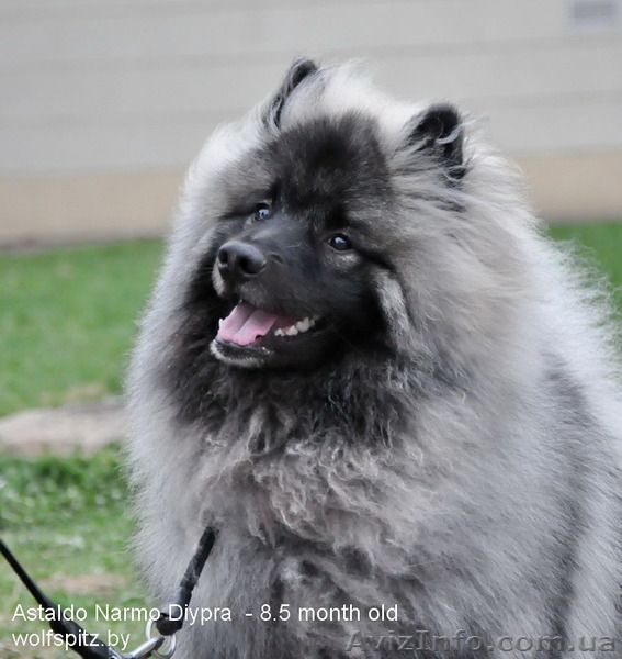 продаются щенки Кеесхонда(Вольфшпиц) с отличной родословной - <ro>Изображение</ro><ru>Изображение</ru> #1, <ru>Объявление</ru> #1363735