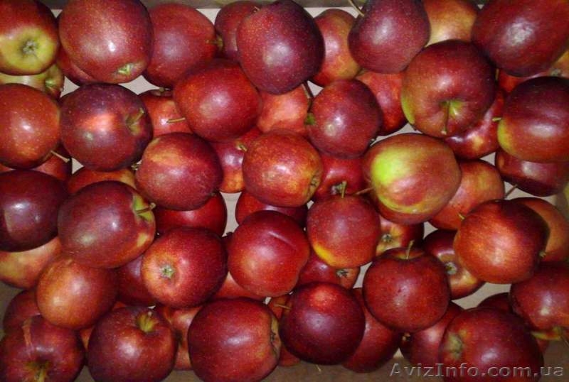 Польское яблоко от производителя в розницу и оптом. - <ro>Изображение</ro><ru>Изображение</ru> #1, <ru>Объявление</ru> #1365258