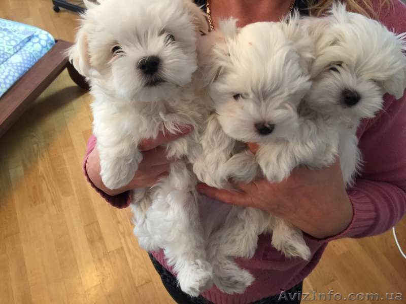 Мальтийская болонка - шикарные малыши - <ro>Изображение</ro><ru>Изображение</ru> #2, <ru>Объявление</ru> #1373560