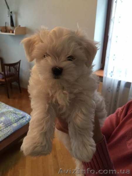 Мальтийская болонка - шикарные малыши - <ro>Изображение</ro><ru>Изображение</ru> #3, <ru>Объявление</ru> #1373560