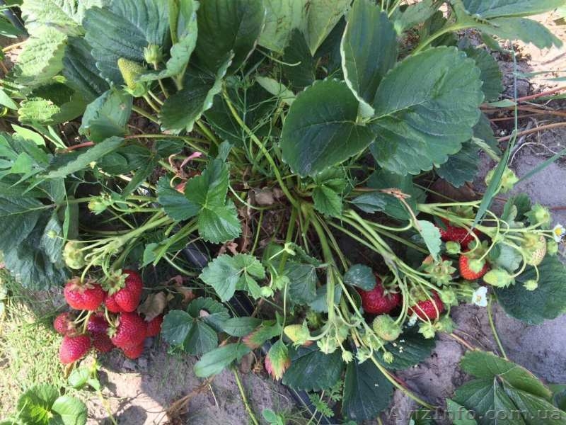 Саженцы клубники сорта "Алина" - <ro>Изображение</ro><ru>Изображение</ru> #3, <ru>Объявление</ru> #1374633