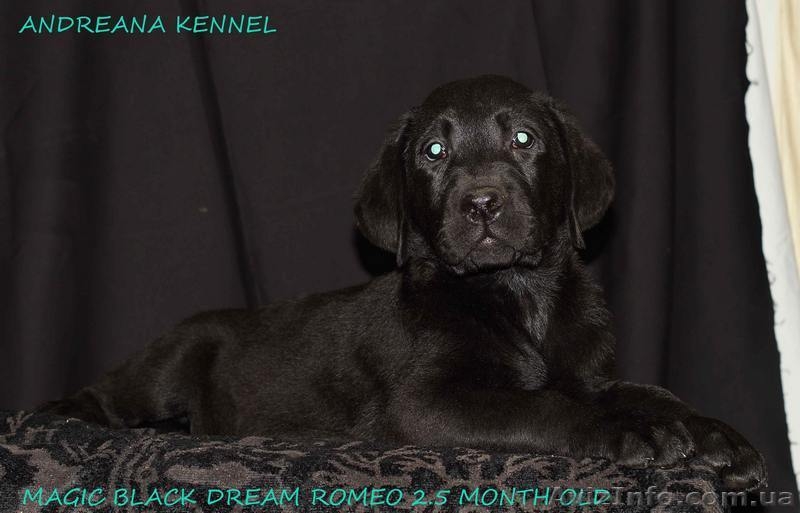 Высококачественные щенки лабрадора - <ro>Изображение</ro><ru>Изображение</ru> #1, <ru>Объявление</ru> #1371668