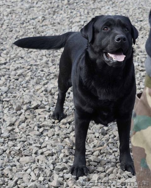 Высококачественные щенки лабрадора - <ro>Изображение</ro><ru>Изображение</ru> #3, <ru>Объявление</ru> #1371668