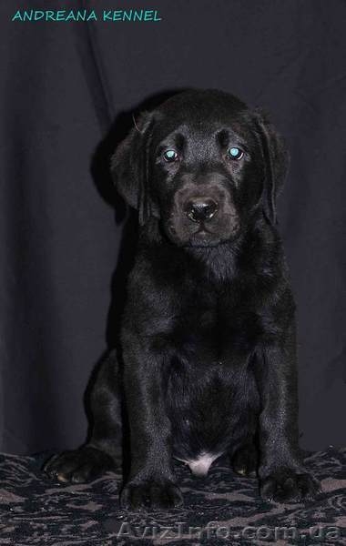 Высококачественные щенки лабрадора - <ro>Изображение</ro><ru>Изображение</ru> #4, <ru>Объявление</ru> #1371668