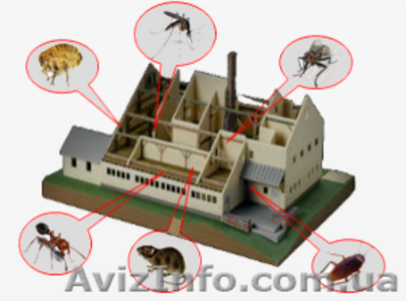 Уничтожение насекомых, грызунов. - <ro>Изображение</ro><ru>Изображение</ru> #6, <ru>Объявление</ru> #880355