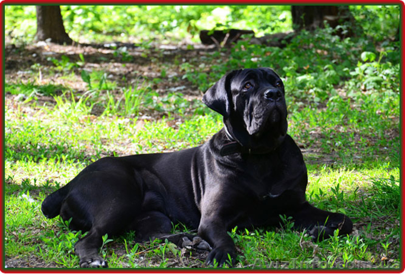 Щенки Кане Корсо . Ожидается суперпомет. - <ro>Изображение</ro><ru>Изображение</ru> #4, <ru>Объявление</ru> #1371069