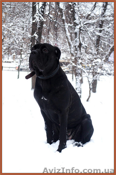 Щенки Кане Корсо . Ожидается суперпомет. - <ro>Изображение</ro><ru>Изображение</ru> #6, <ru>Объявление</ru> #1371069