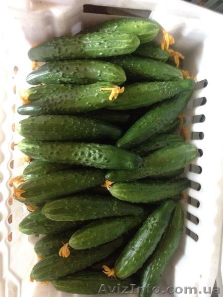 огурец эстафета - <ro>Изображение</ro><ru>Изображение</ru> #1, <ru>Объявление</ru> #1377292