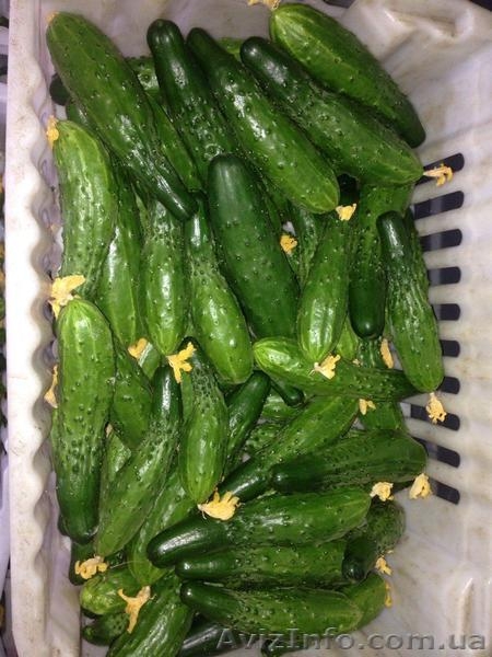 огурец эстафета - <ro>Изображение</ro><ru>Изображение</ru> #2, <ru>Объявление</ru> #1377292