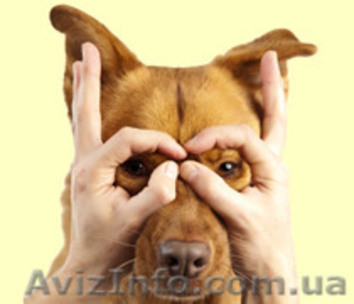 Школа Груминга (Обучение стрижки собак и кошек) - <ro>Изображение</ro><ru>Изображение</ru> #2, <ru>Объявление</ru> #1379322