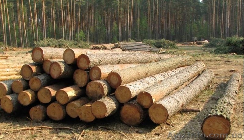 Куплю пиловочник сосновый. - <ro>Изображение</ro><ru>Изображение</ru> #1, <ru>Объявление</ru> #1383587