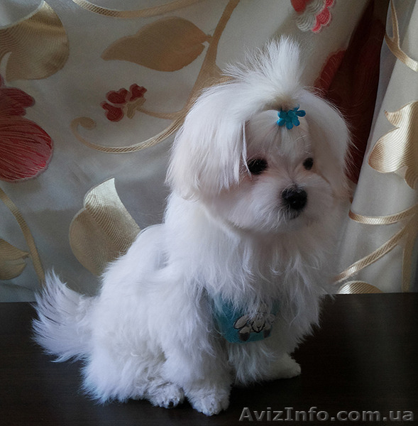 Щенок мальтийской болонки, взрослый формат- до 2 кг. - <ro>Изображение</ro><ru>Изображение</ru> #5, <ru>Объявление</ru> #1380664