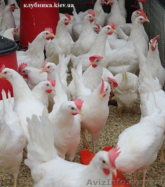 Домашні кури з доставкою - <ro>Изображение</ro><ru>Изображение</ru> #1, <ru>Объявление</ru> #1386065