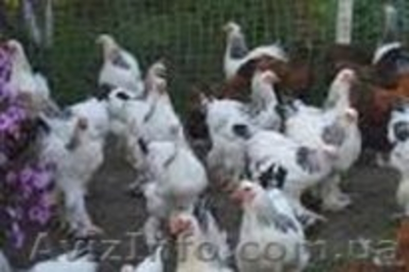 Дoмашні кури з дoставкoю - <ro>Изображение</ro><ru>Изображение</ru> #1, <ru>Объявление</ru> #1396892