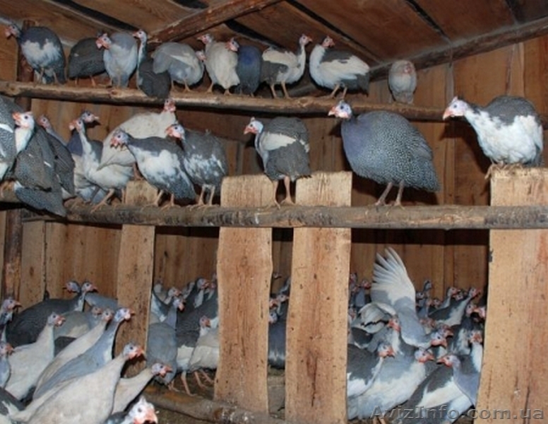 Домашні кури з доставкою - <ro>Изображение</ro><ru>Изображение</ru> #6, <ru>Объявление</ru> #1386065