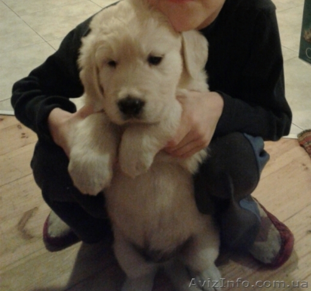 Щенки золотистого (голден) ретривера! Продам!!! - <ro>Изображение</ro><ru>Изображение</ru> #2, <ru>Объявление</ru> #1388716