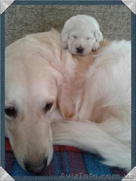 Щенки золотистого (голден) ретривера! Продам!!! - <ro>Изображение</ro><ru>Изображение</ru> #3, <ru>Объявление</ru> #1388716