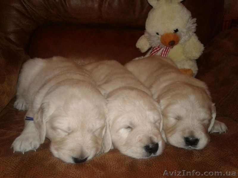 Щенки золотистого (голден) ретривера! Продам!!! - <ro>Изображение</ro><ru>Изображение</ru> #4, <ru>Объявление</ru> #1388716