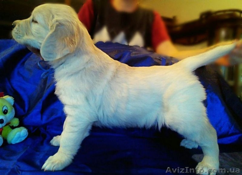 Щенки золотистого (голден) ретривера! Продам!!! - <ro>Изображение</ro><ru>Изображение</ru> #5, <ru>Объявление</ru> #1388716