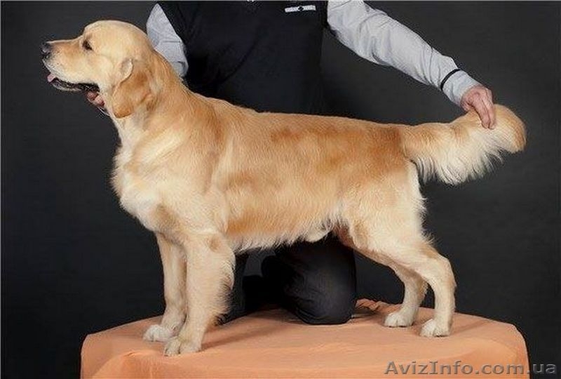 Щенки золотистого (голден) ретривера! Продам!!! - <ro>Изображение</ro><ru>Изображение</ru> #6, <ru>Объявление</ru> #1388716