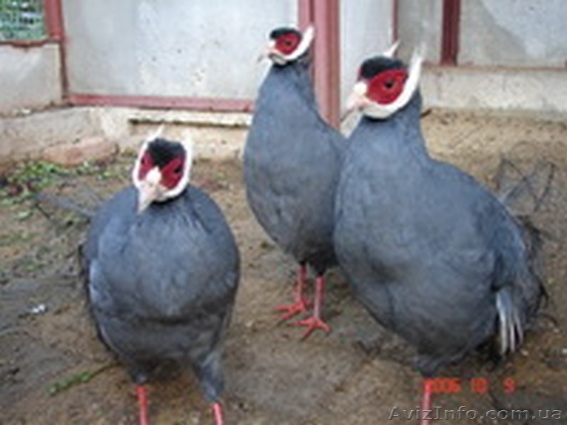 Продам Фазаны Моналы, Трагопаны тиминко, Сатиры, Ушастые, Эллиоты - <ro>Изображение</ro><ru>Изображение</ru> #3, <ru>Объявление</ru> #1390234