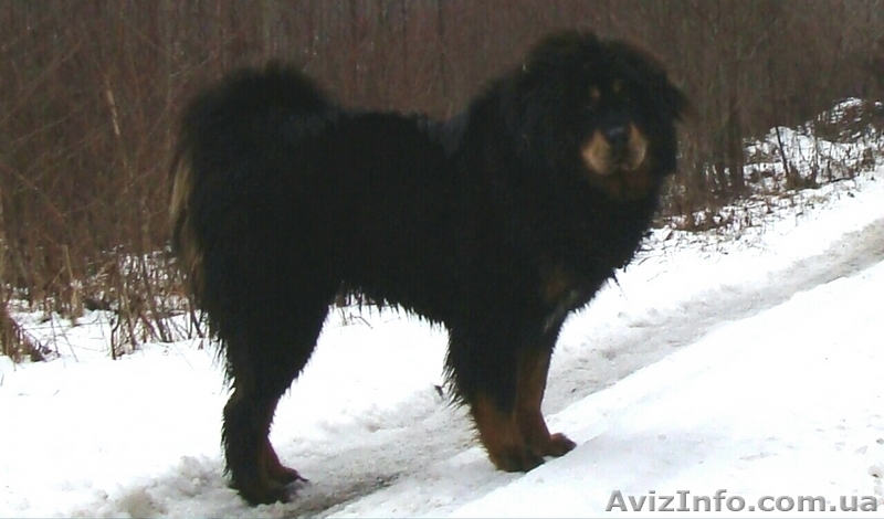Продаются щенки ТИБЕТСКОГО МАСТИФА рожденные 27.12.2015 - <ro>Изображение</ro><ru>Изображение</ru> #1, <ru>Объявление</ru> #1384597