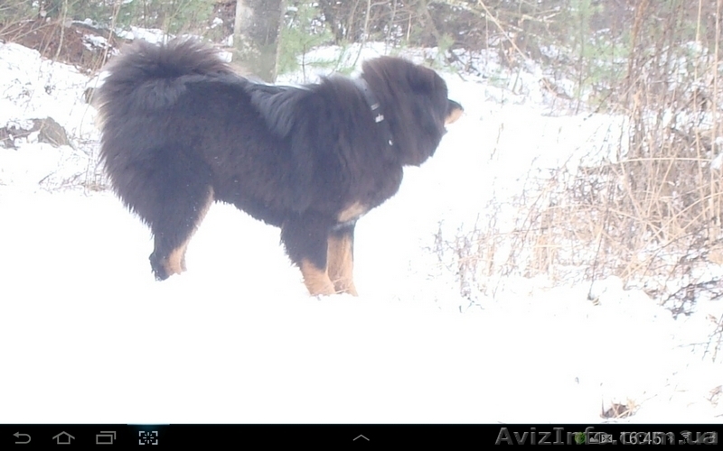 Продаются щенки ТИБЕТСКОГО МАСТИФА рожденные 27.12.2015 - <ro>Изображение</ro><ru>Изображение</ru> #3, <ru>Объявление</ru> #1384597