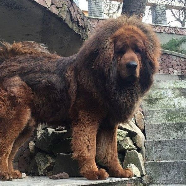 Продаются щенки ТИБЕТСКОГО МАСТИФА рожденные 27.12.2015 - <ro>Изображение</ro><ru>Изображение</ru> #4, <ru>Объявление</ru> #1384597