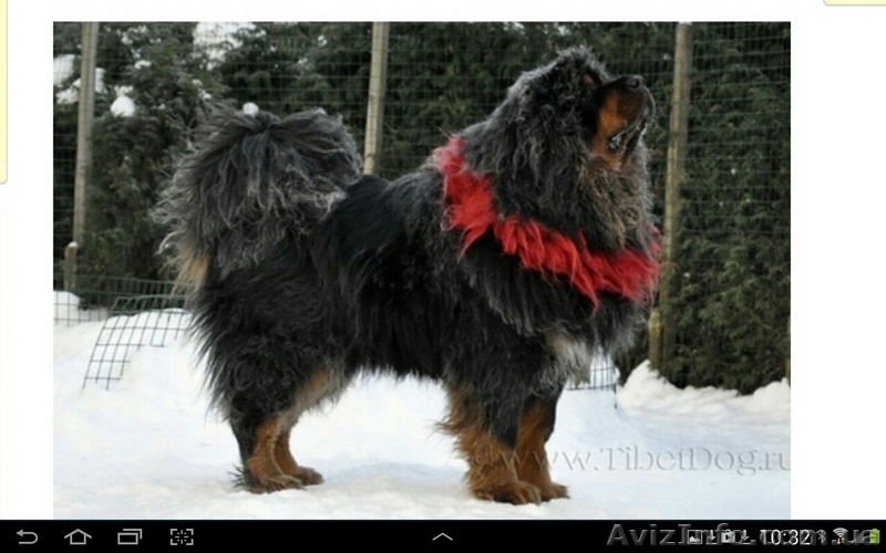 Продаются щенки ТИБЕТСКОГО МАСТИФА рожденные 27.12.2015 - <ro>Изображение</ro><ru>Изображение</ru> #5, <ru>Объявление</ru> #1384597