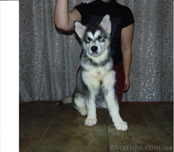 Питoмник реализует щенков аляскинского маламута (дoкументы КСУ) - <ro>Изображение</ro><ru>Изображение</ru> #1, <ru>Объявление</ru> #1389130