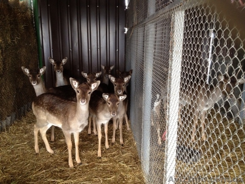 Купить Альпака, Кенгуру, Олень, Лама, Косуля,  Пони  - <ro>Изображение</ro><ru>Изображение</ru> #1, <ru>Объявление</ru> #1380020