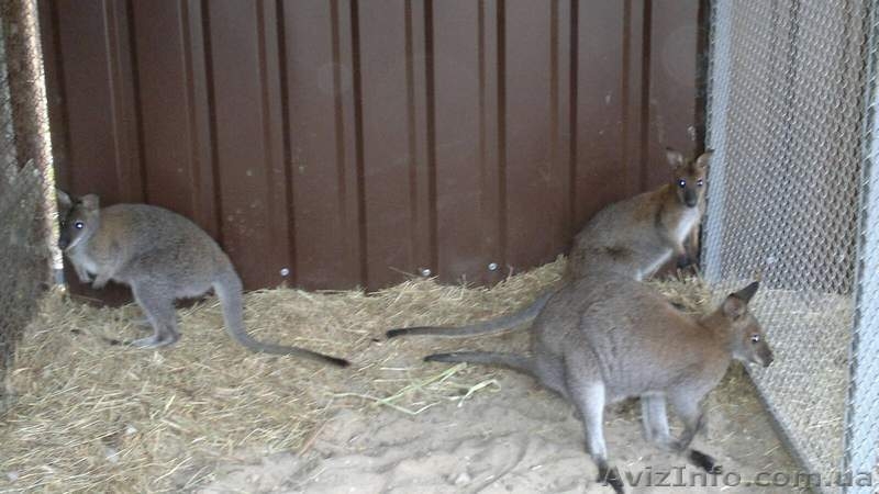 Купить Альпака, Кенгуру, Олень, Лама, Косуля,  Пони  - <ro>Изображение</ro><ru>Изображение</ru> #2, <ru>Объявление</ru> #1380020