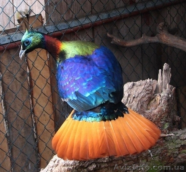 Купитть Лебеди, Павлины, Фазаны, Утки, Казарки, Журавли можно у нас - <ro>Изображение</ro><ru>Изображение</ru> #3, <ru>Объявление</ru> #1380108