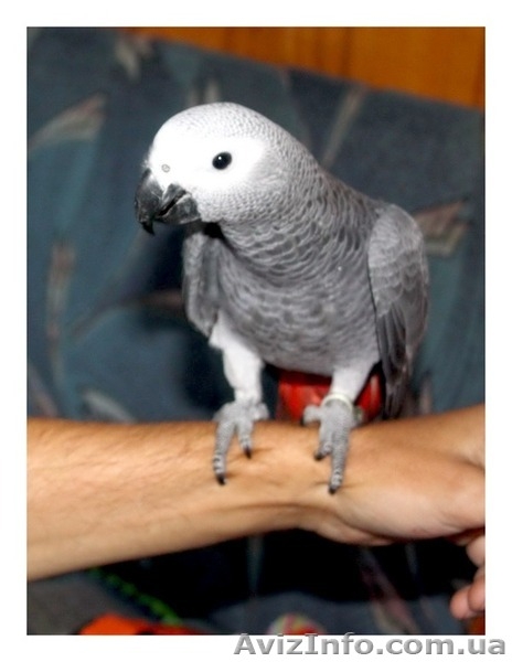 Купить Жако, Ара, Какаду Амазон можно у нас - <ro>Изображение</ro><ru>Изображение</ru> #2, <ru>Объявление</ru> #1380553
