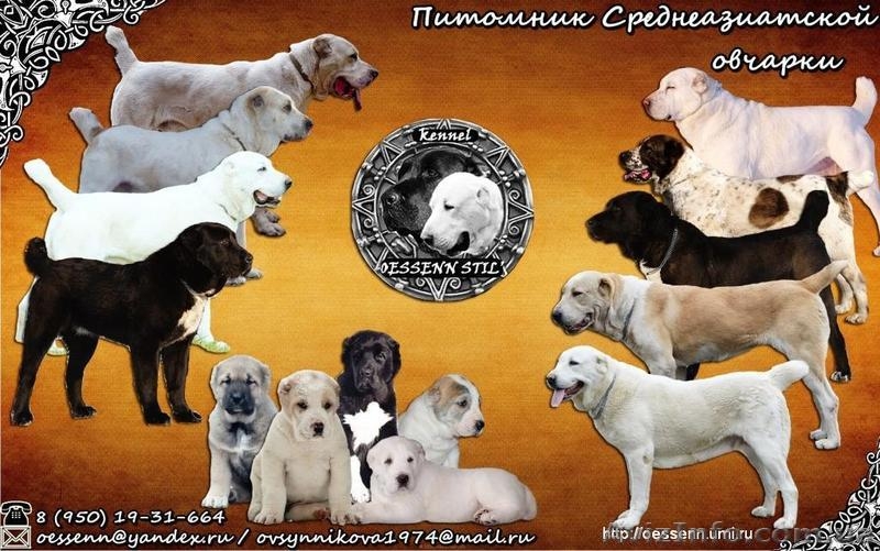 Щенки среднеазиатской овчарки. Питомник. Племенное качество. - <ro>Изображение</ro><ru>Изображение</ru> #1, <ru>Объявление</ru> #1393004