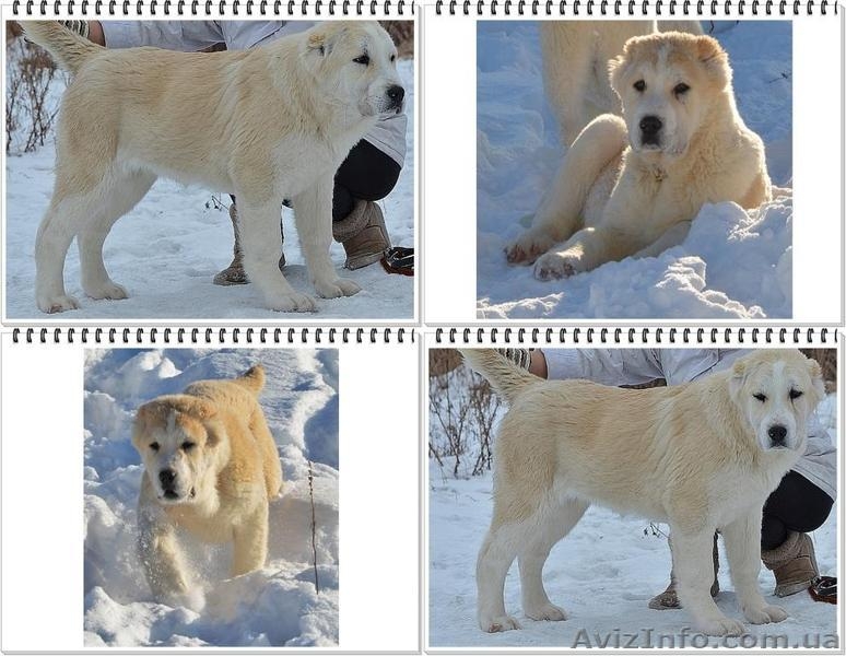 Щенки среднеазиатской овчарки. Питомник. Племенное качество. - <ro>Изображение</ro><ru>Изображение</ru> #3, <ru>Объявление</ru> #1393004