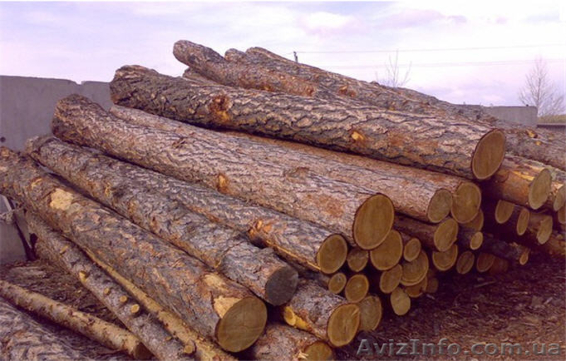 Куплю пиловочник сосновый. - <ro>Изображение</ro><ru>Изображение</ru> #3, <ru>Объявление</ru> #1383587