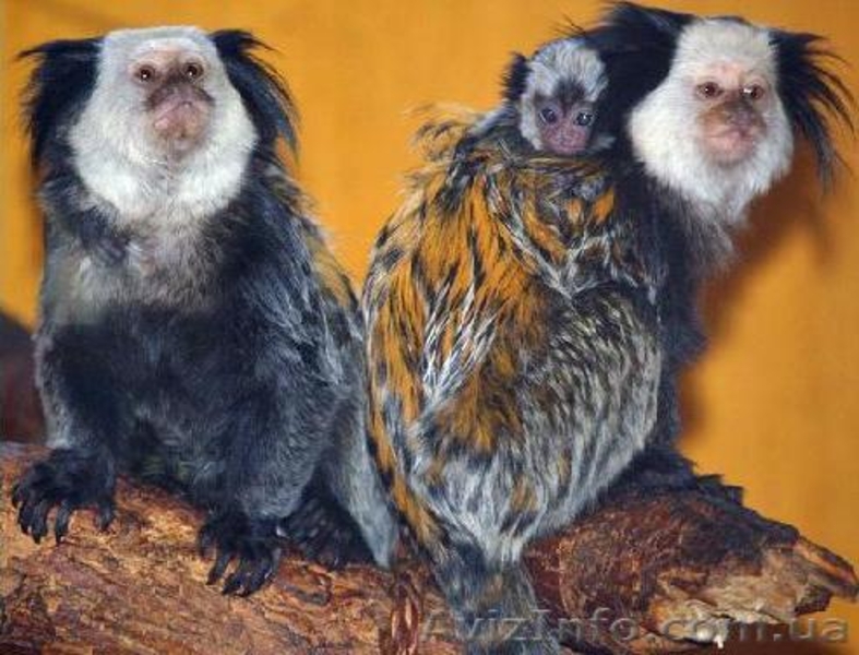 Продам игрунку белолицую - <ro>Изображение</ro><ru>Изображение</ru> #3, <ru>Объявление</ru> #1386871