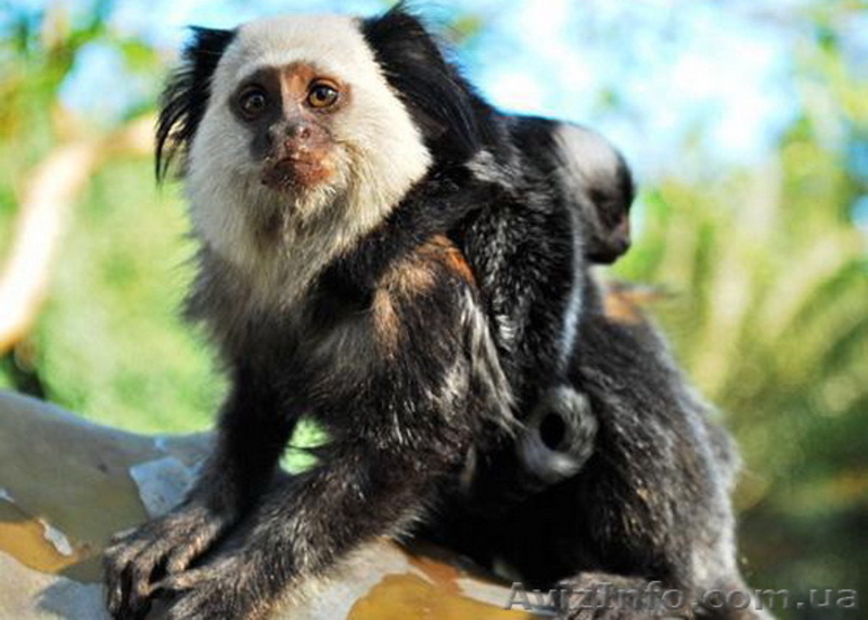 Продам игрунку белолицую - <ro>Изображение</ro><ru>Изображение</ru> #1, <ru>Объявление</ru> #1386871