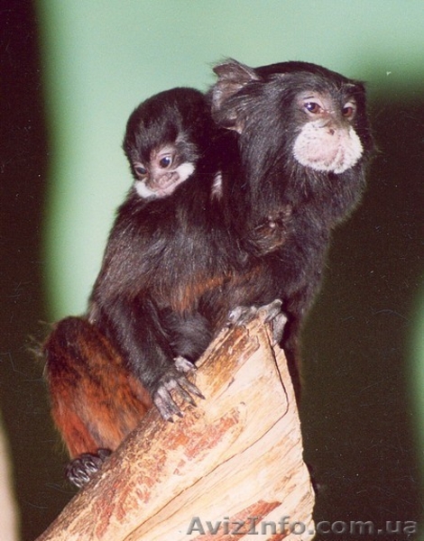 Продам тамарина бурого - <ro>Изображение</ro><ru>Изображение</ru> #3, <ru>Объявление</ru> #1386893