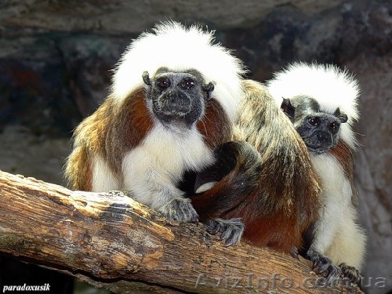 Продам эдипова тамарина - <ro>Изображение</ro><ru>Изображение</ru> #1, <ru>Объявление</ru> #1386885