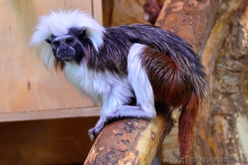 Продам эдипова тамарина - <ro>Изображение</ro><ru>Изображение</ru> #2, <ru>Объявление</ru> #1386885