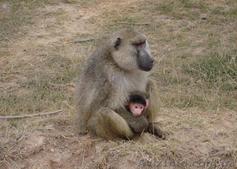 Продам гамадрила павиана - <ro>Изображение</ro><ru>Изображение</ru> #3, <ru>Объявление</ru> #1386902