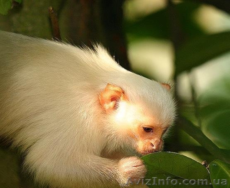 Продам игрунку серебристую - <ro>Изображение</ro><ru>Изображение</ru> #2, <ru>Объявление</ru> #1386881