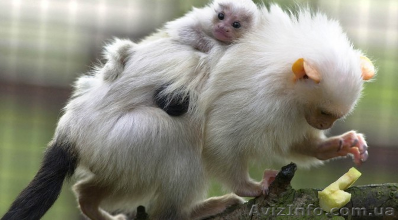 Продам игрунку серебристую - <ro>Изображение</ro><ru>Изображение</ru> #3, <ru>Объявление</ru> #1386881