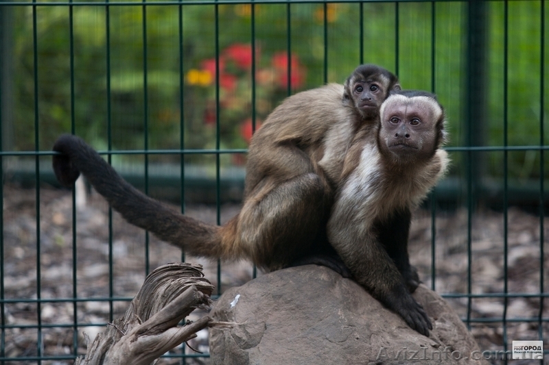 Продам бурого капуцина - <ro>Изображение</ro><ru>Изображение</ru> #1, <ru>Объявление</ru> #1386903